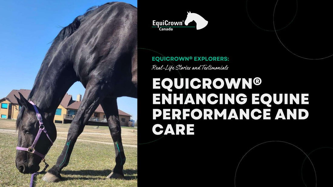 EquiCrown® Products: Enhancing Equine Performance and Care