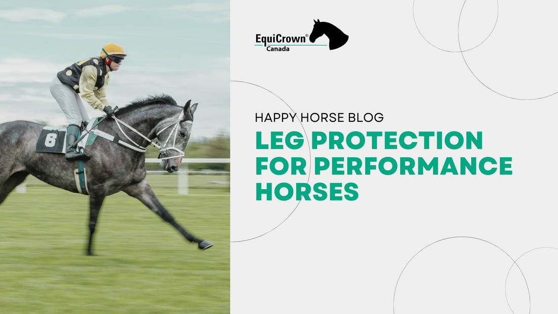 Leg Protection For Performance Horses