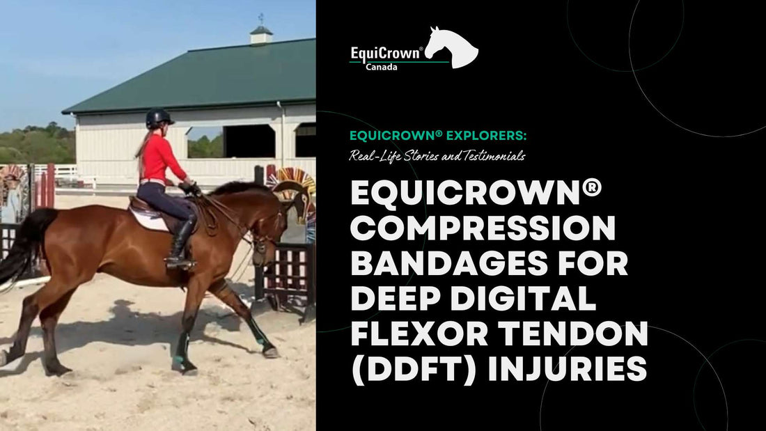 EquiCrown® Compression Bandages for Deep Digital Flexor Tendon (DDFT) Injuries