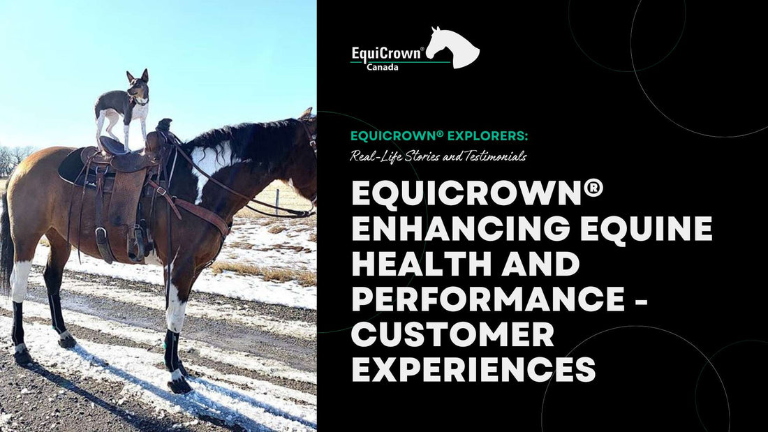 EquiCrown® Compression Bandages: Enhancing Equine Health and