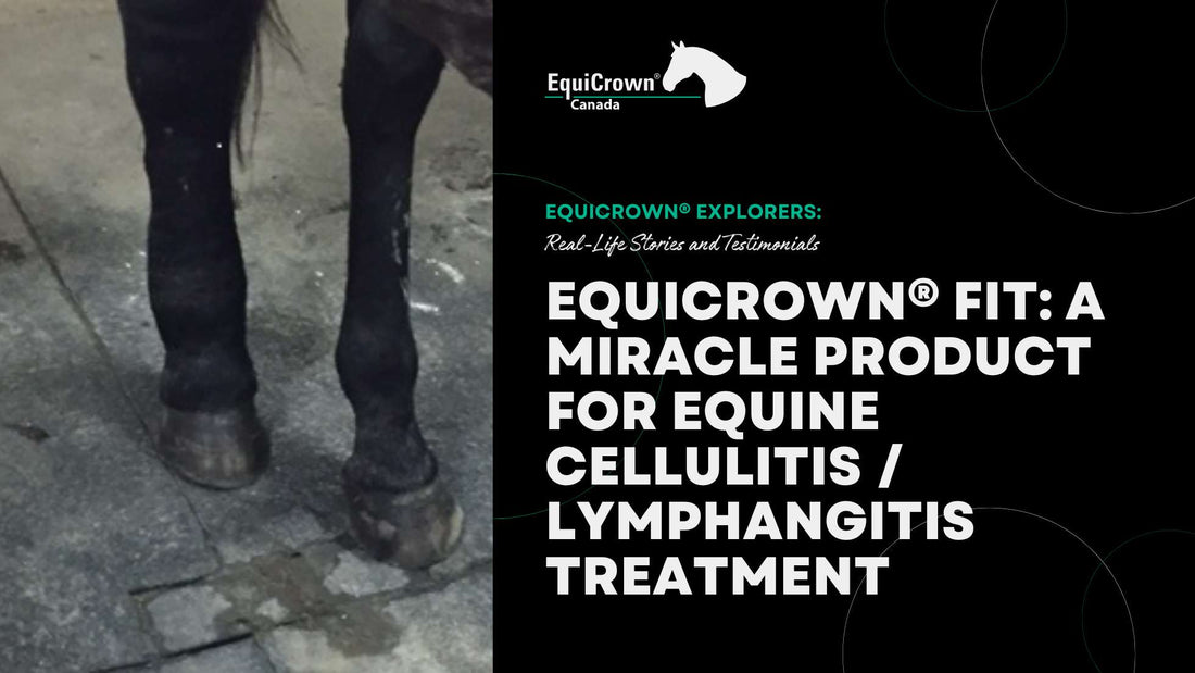 EquiCrown® FIT: A Miracle Product for Equine Cellulitis/Lymphangitis Treatment