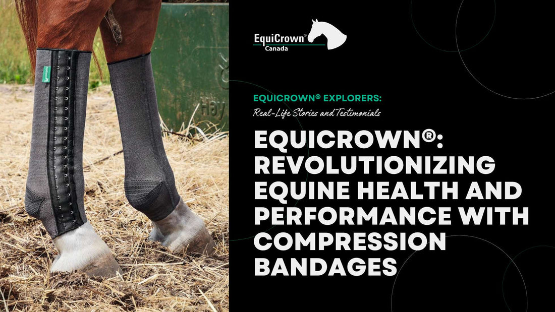 EquiCrown®: Revolutionizing Equine Health and Performance with Compression Bandages