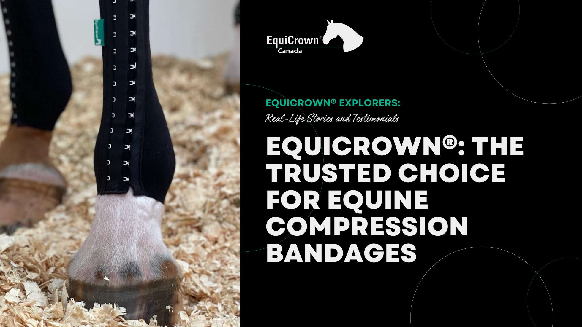 EquiCrown®: The Trusted Choice for Equine Compression Bandages ...