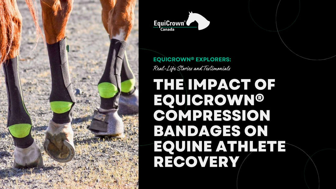 The Impact of EquiCrown® Compression Bandages on Equine Athlete Recovery